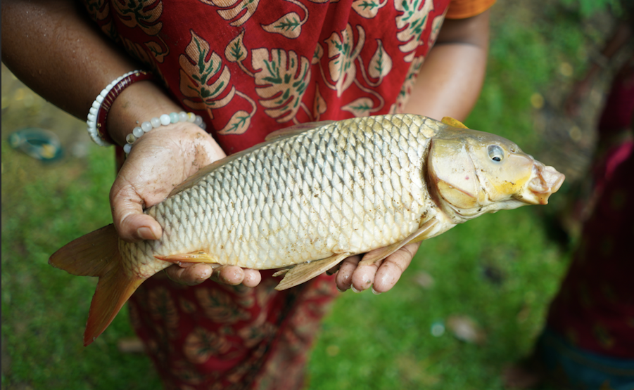 Aquaculture livelihood promotion slide