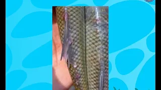 Hamkrai Bodol